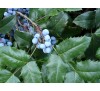 Магония падуболистная (Mahonia aquifolium) С2
